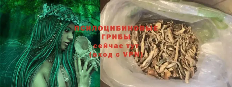 Галлюциногенные грибы Psilocybe  купить наркотик  Кологрив 